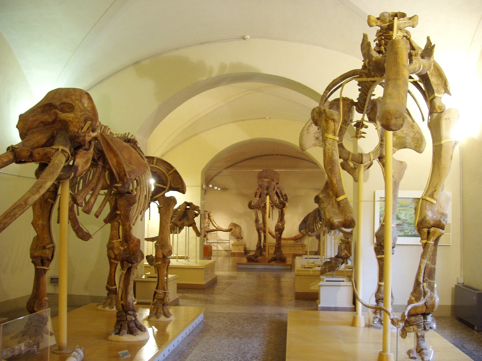 Museo di storia naturale dell'Università di Firenze