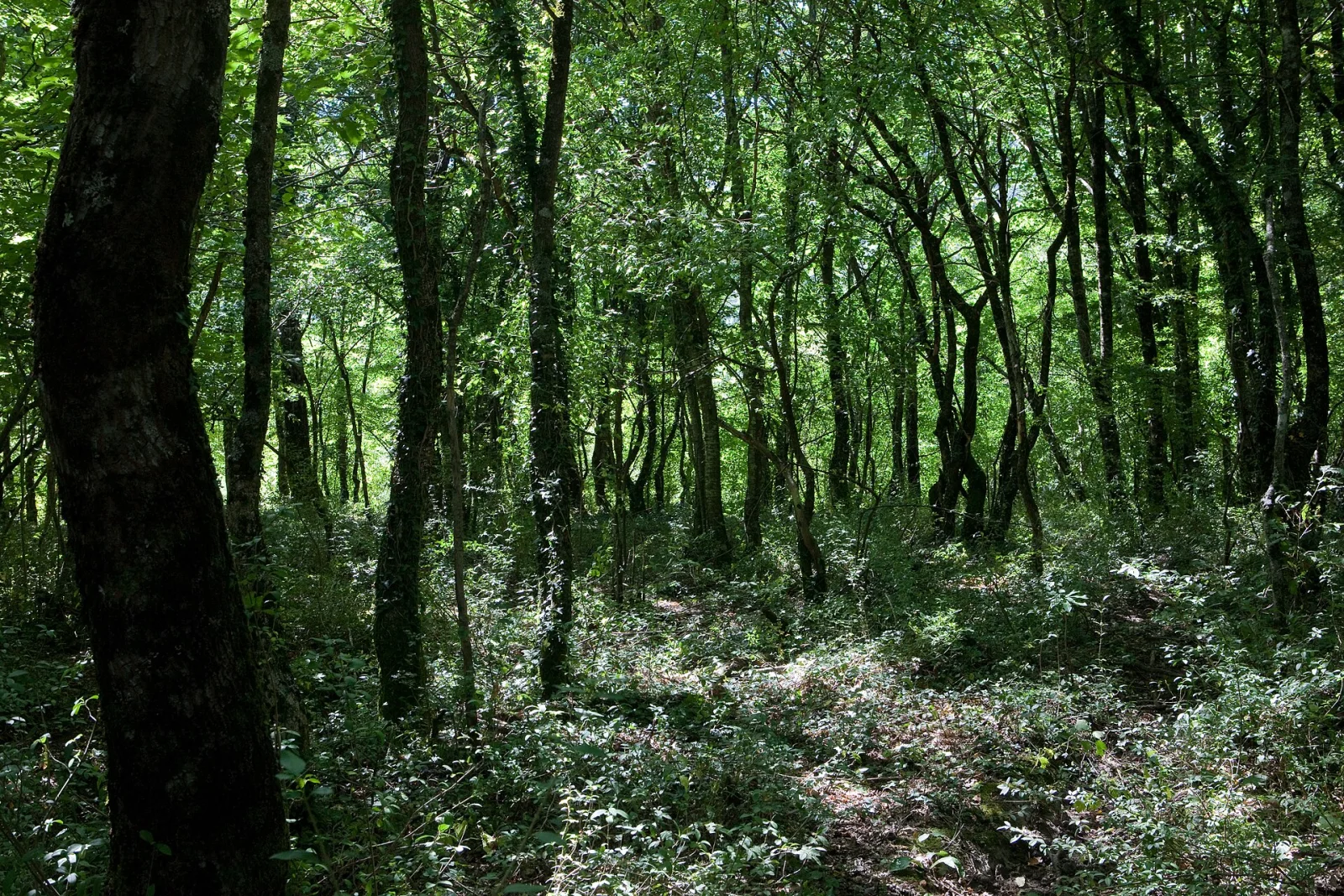 Oasi naturale di Guardiaregia-Campochiaro