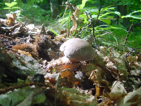 Funghi Fest
