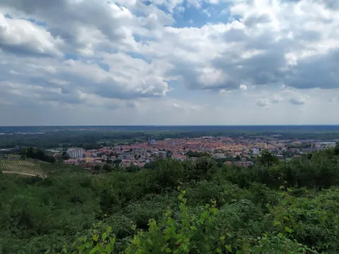 Gattinara