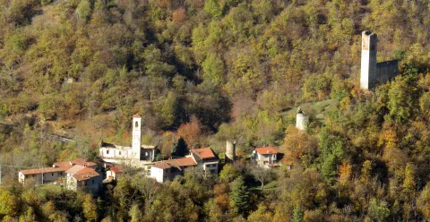 Viola