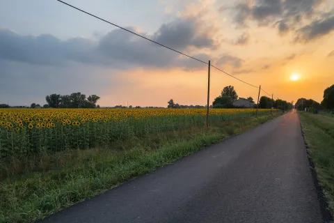 Campo di girasoli al tramonto lungo una strada di campagna a Castelfranco Emilia