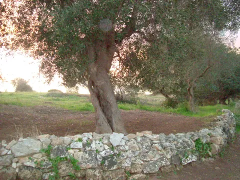 San Vito dei Normanni