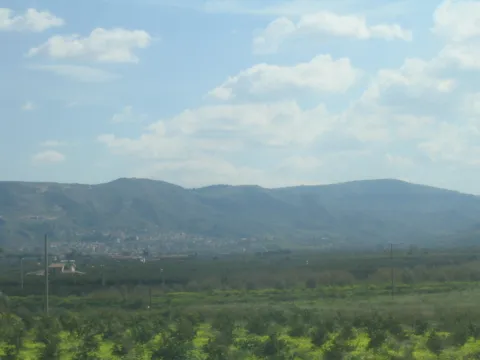 Palagonia