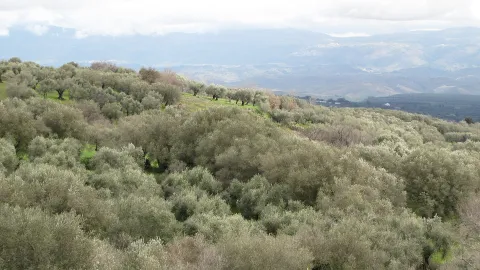 Filandari