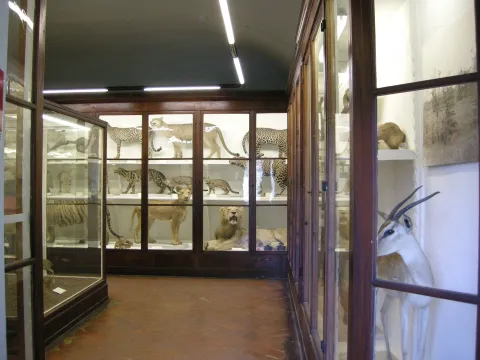 Museo di storia naturale sezione di zoologia La Specola — Firenze