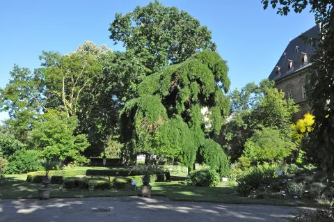 orto botanico di Torino — Torino
