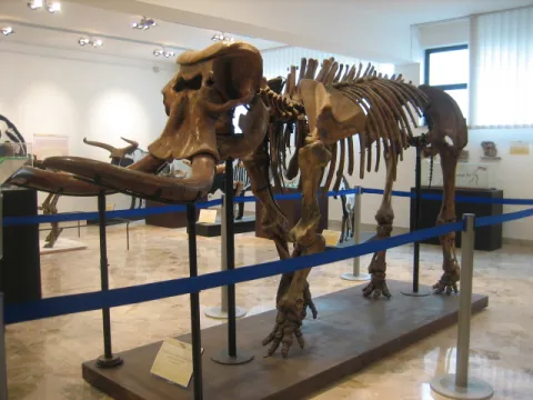Museo di paleontologia e geologia Gaetano Giorgio Gemmellaro — Palermo