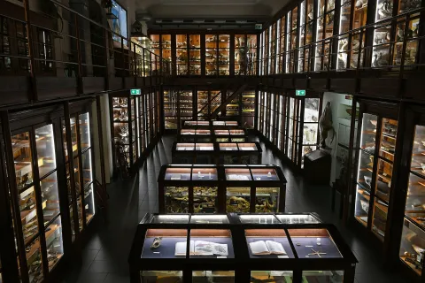 Museo di zoologia Pietro Doderlein — Palermo