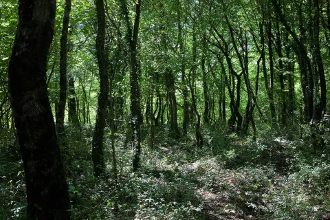 Oasi naturale di Guardiaregia-Campochiaro — Guardiaregia
