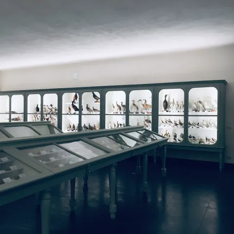 Museo Calderini — Varallo