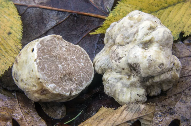 Tartufo bianco: la guida per non sbagliare, dal bosco alla tavola