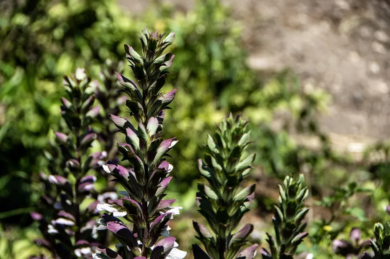 Flowering acanthus stalks at the Neapolis Archaeological Park in Syracuse